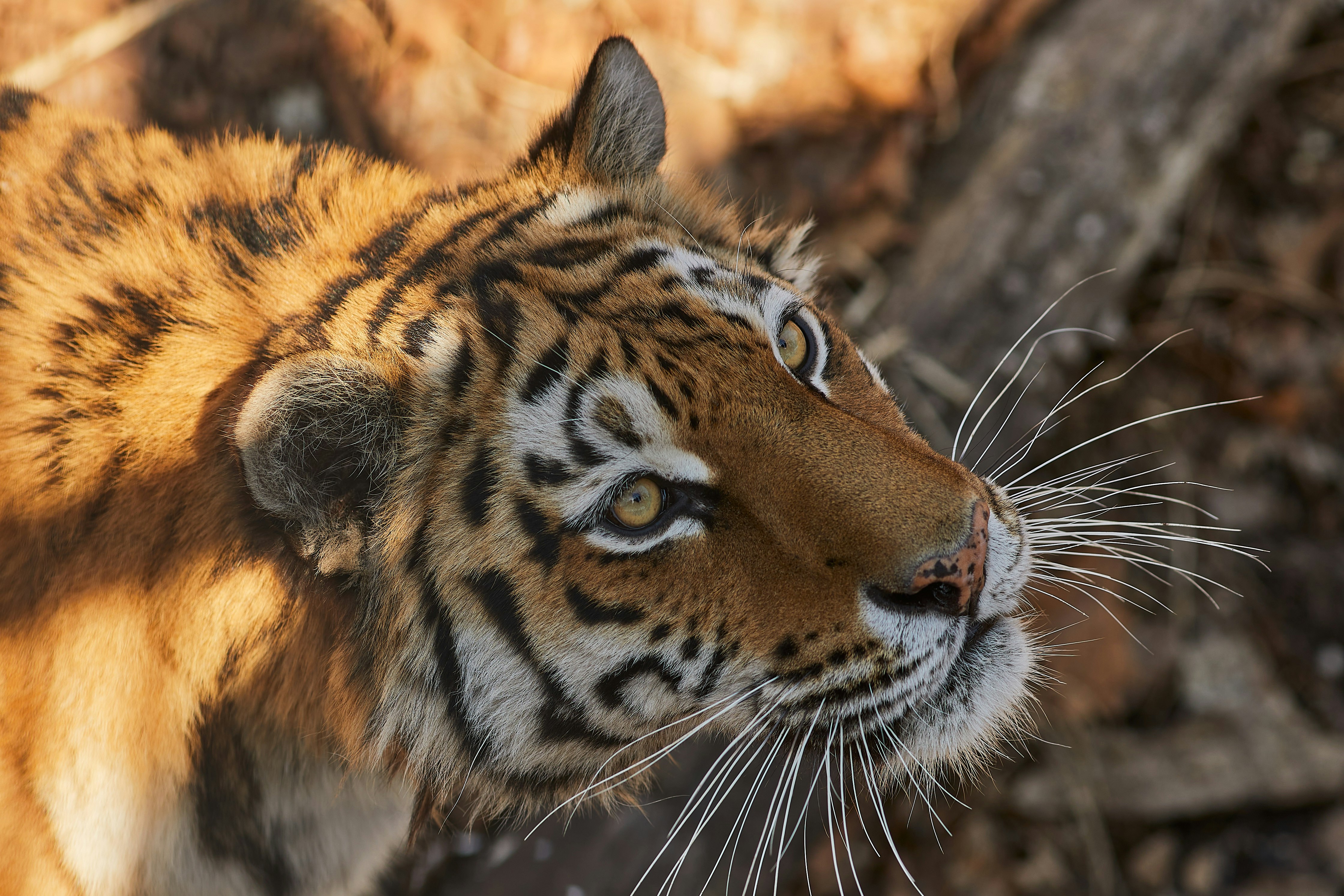 brown white and black tiger